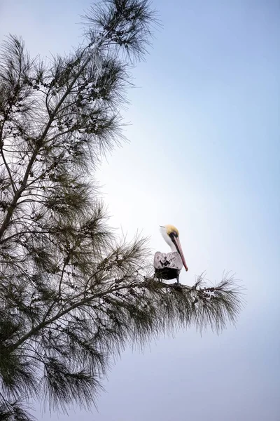 Braunpelikan namens pelecanus occidentalis hockt in einem Baum — Stockfoto