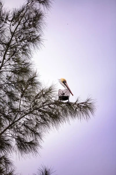 Braunpelikan namens pelecanus occidentalis hockt in einem Baum — Stockfoto