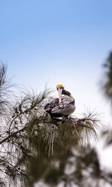 Bruine pelikaan Pelecanus occidentalis "perches" genoemd in een boom — Stockfoto