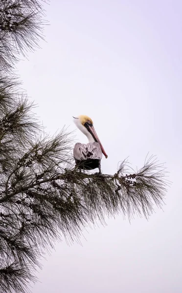 Pelicano marrom chamado Pelecanus occidentalis poleiros em uma árvore — Fotografia de Stock