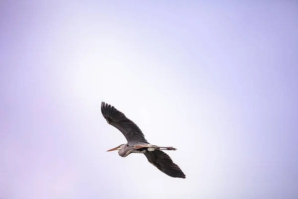 Great blue heron Ardea herodias — Stock Photo, Image