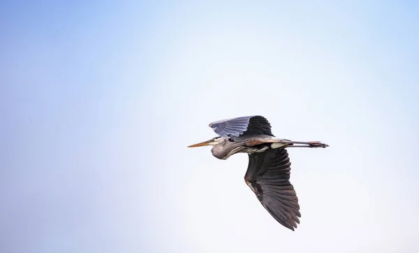 Blaureiher Ardea herodias — Stockfoto