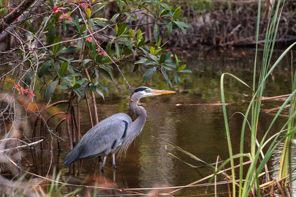 Μεγάλος μπλε ερωδιός Ardea Ηρωδιάς — Φωτογραφία Αρχείου