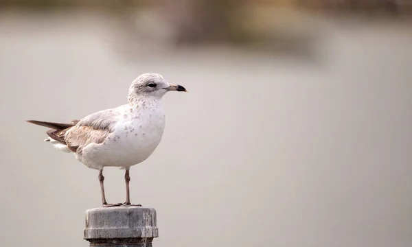 Laughing Gull bird Leucophaeus atricilla