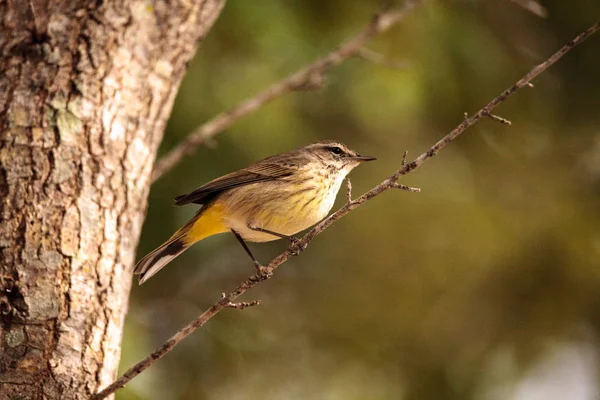 Pine warbler bird Dendroica palmarum — Stock Photo, Image