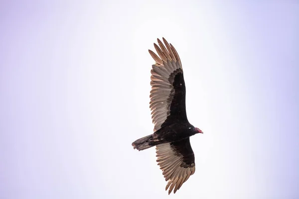 Truthahngeier cathartes aura — Stockfoto