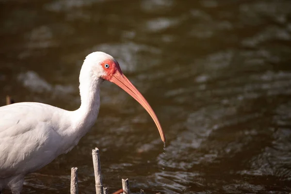 Amerikanischer weißer Ibis eudocimus albus futter für futter — Stockfoto