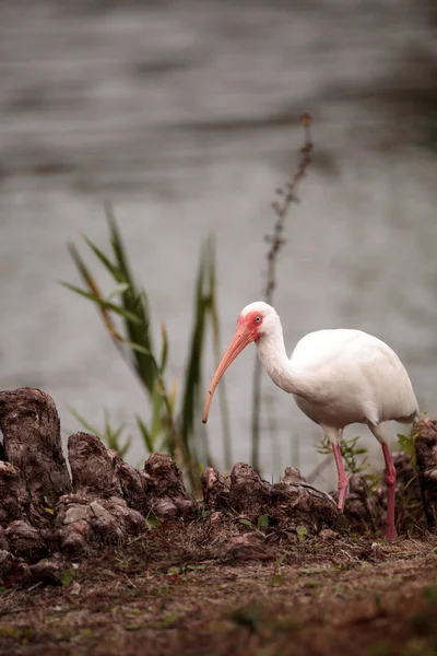 Ibis blanc américain Eudocimus albus fourrages pour la nourriture — Photo