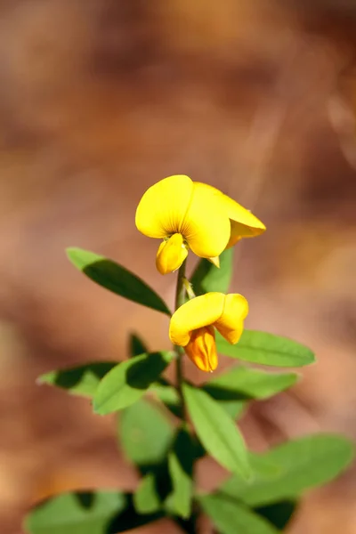Květina žlutá rattlebox neboli rattleweed Crotalaria spektra — Stock fotografie
