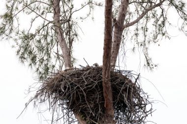 İki kel kartal Haliaeetus leucocephalus anne t ile aile