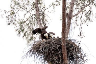 İki kel kartal Haliaeetus leucocephalus anne t ile aile