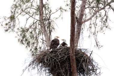 İki kel kartal Haliaeetus leucocephalus anne t ile aile