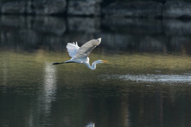 Büyük ak balıkçıl Ardea alba uçan beyaz kanatlarını yayılıyor
