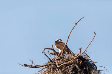 Osprey kuş Pandion haliaetus algılamak içinde yuva 