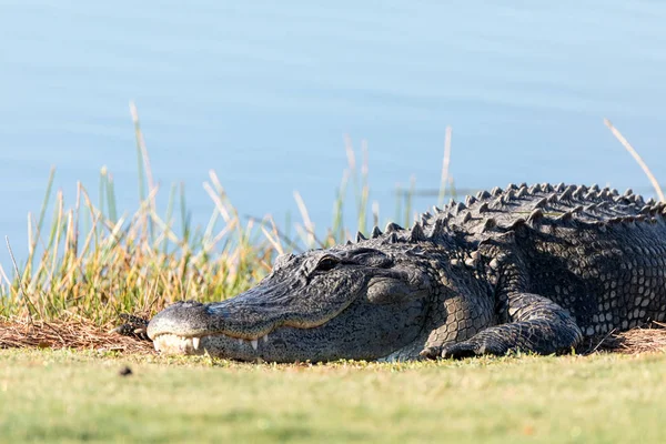 Çok büyük Amerikan Alligator mississippiensis si tadını çıkarma