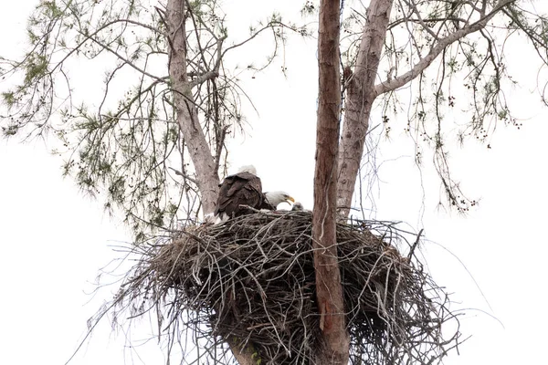 Famille de deux parents Pygargue à tête blanche Haliaeetus leucocephalus avec t — Photo