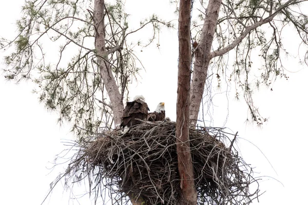 Famiglia di due aquila calva Haliaeetus leucocephalus genitori con t — Foto Stock