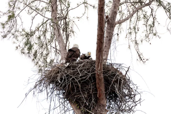 Familia de dos águila calva Haliaeetus leucocephalus padres con t — Foto de Stock
