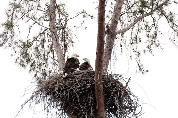 Familia de dos águila calva Haliaeetus leucocephalus padres con t — Foto de Stock