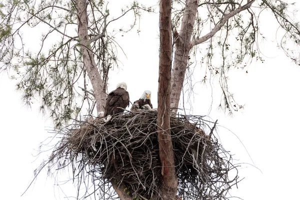 Familia de dos águila calva Haliaeetus leucocephalus padres con t — Foto de Stock