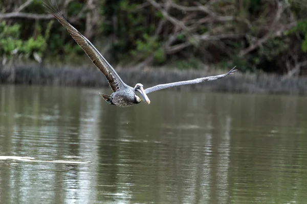 Pélican brun Pelecanus occidentalis dans un marais de l'île Marco — Photo