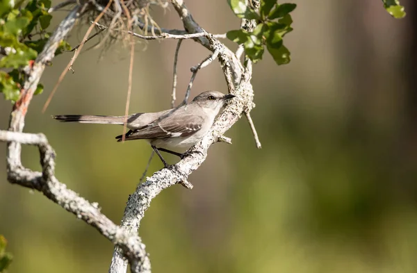 Passarinho-comum Mimus polyglottos — Fotografia de Stock