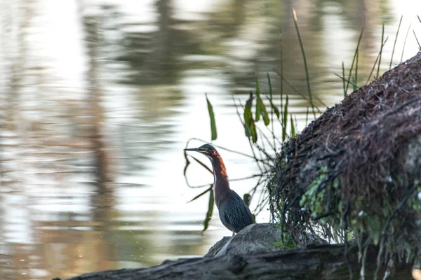 Green heron Butorides virescens perches on the rocks — Stock Photo, Image