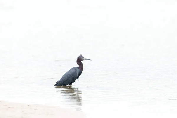 Küçük mavi balıkçıl Egretta caerulea — Stok fotoğraf