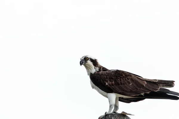 Fischadler-Vogel Pandion haliaetus hockt in seinem Nest — Stockfoto