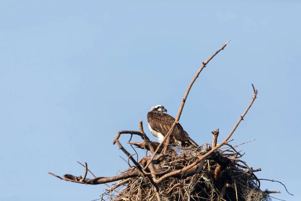 Osprey ptak Pandion haliaetus okonie w jego gniazdo — Zdjęcie stockowe