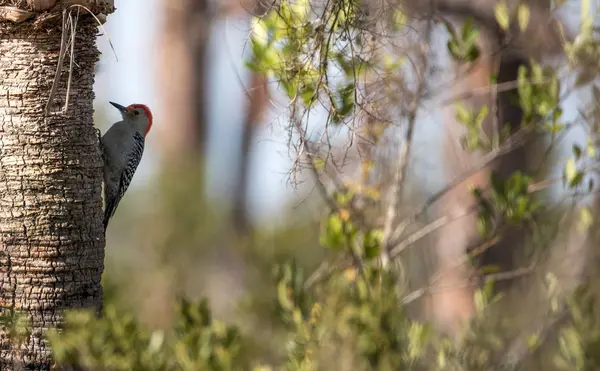 Краснобрюхий дятел Melanerpes carolinus — стоковое фото