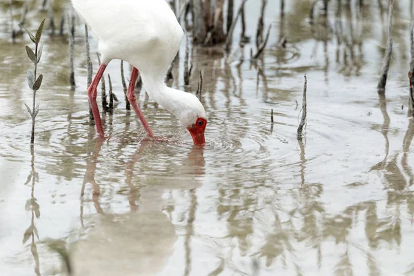 American White ibis Eudocimus albus oiseau dans un étang — Photo
