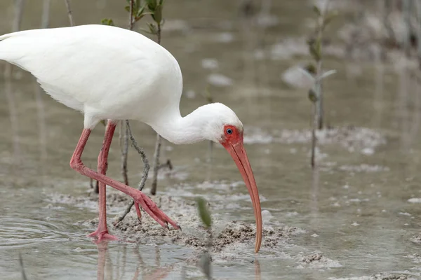 American White ibis Eudocimus albus oiseau dans un étang — Photo