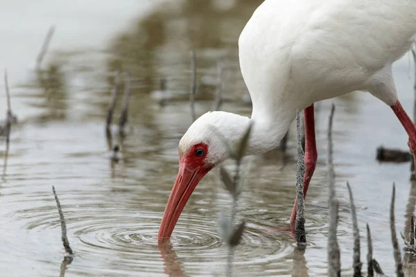 Американский белый ибис Eudocimus albus в пруду — стоковое фото