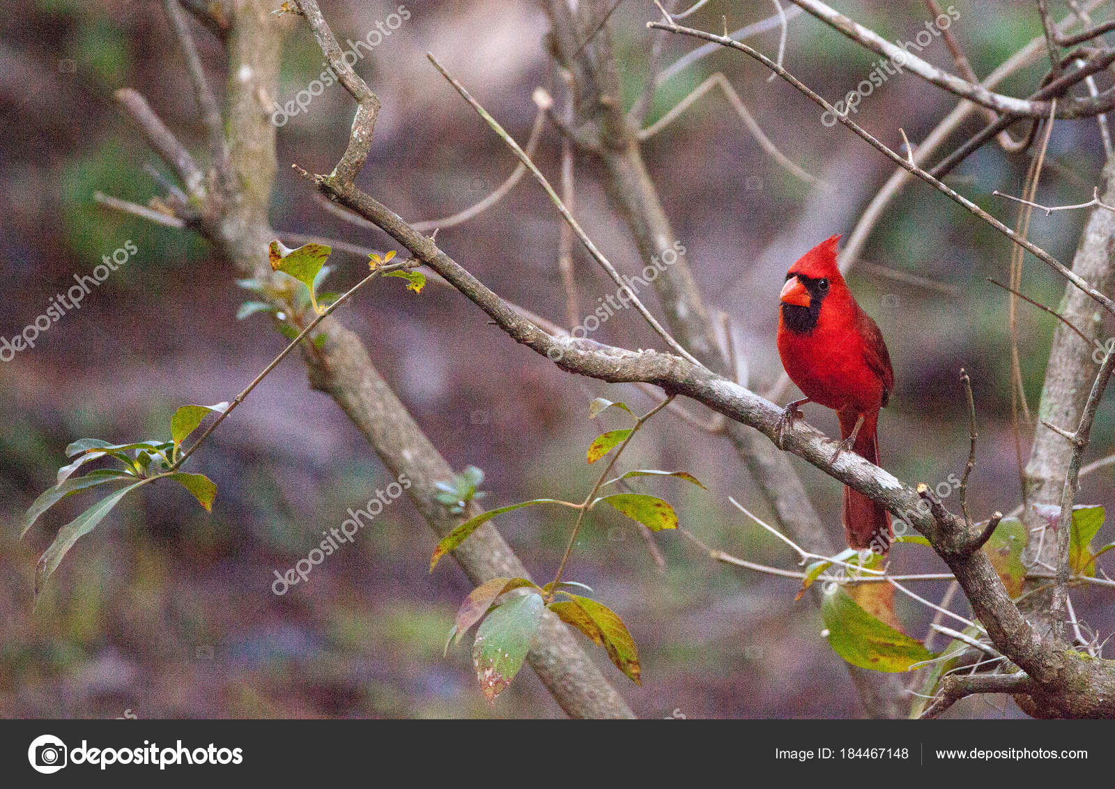 Oiseau Cardinal Rouge Mâle Nord Cardinalis Cardinalis