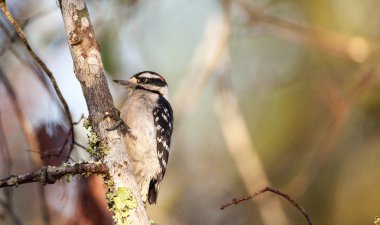 Tüylü ağaçkakan Picoides pubescens tünemiş bir ağaç üzerinde