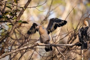 Yılanboyungiller Yılanboyungiller denilen çocuk Yılanboyungiller kuş