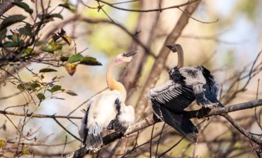 Yılanboyungiller Yılanboyungiller denilen çocuk Yılanboyungiller kuş