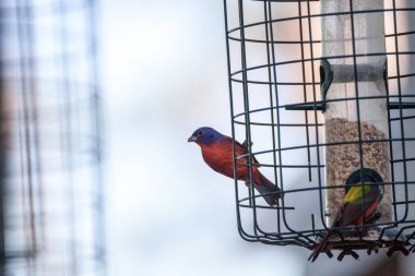 Parlak erkek boyalı kiraz kuşu kuş Passerina ciris