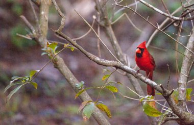 Erkek kırmızı Kuzey Kardinal Kuşu Cardinalis cardinalis