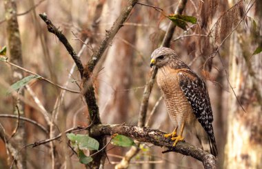 Red shouldered Hawk Buteo lineatus hunts for prey clipart