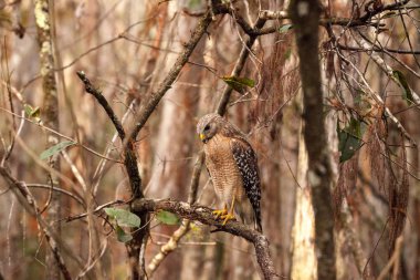 Kırmızı omuzlu Şahin Şahin lineatus av avlıyor