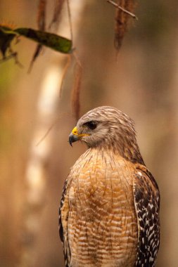 Kırmızı omuzlu Şahin Şahin lineatus av avlıyor