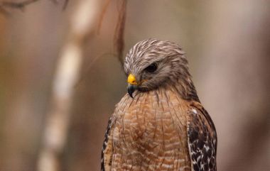 Red shouldered Hawk Buteo lineatus hunts for prey clipart