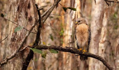 Kırmızı omuzlu Şahin Şahin lineatus av avlıyor
