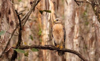 Red shouldered Hawk Buteo lineatus hunts for prey clipart