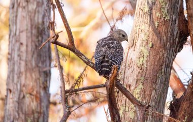 Kırmızı omuzlu Şahin Şahin lineatus