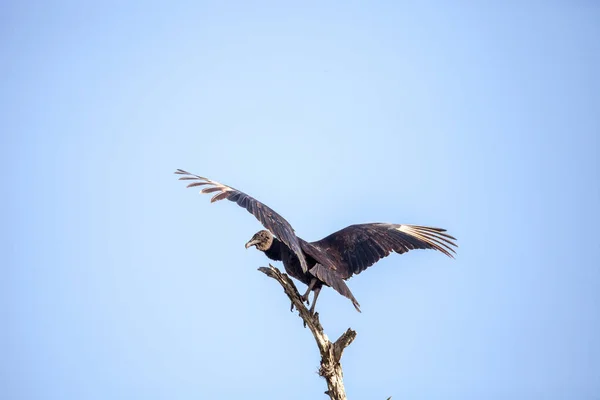 Американский чёрный гриф Coragyps atratus — стоковое фото