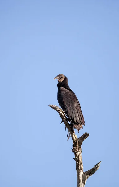 American Black buitre Coragyps atratus — Foto de Stock