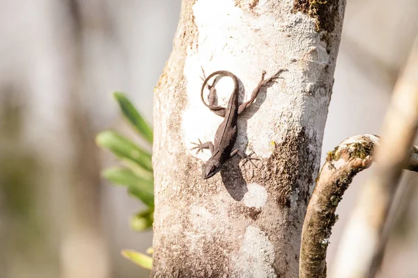 Чёрно-коричневая анольная ящерица Anolis sagrei — стоковое фото